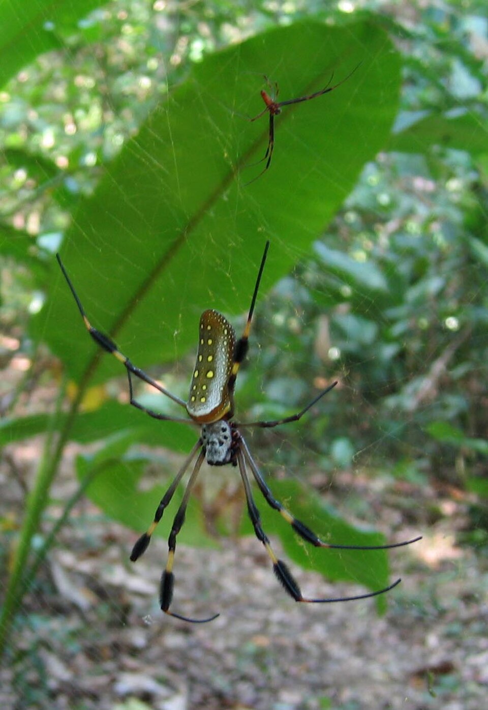 Le minuscule mâle de la tisseuse dorée (Trichonephila clavipes) (près du sommet de la feuille) est protégé de la femelle en produisant les vibrations appropriées dans la toile, et peut être trop petit pour valoir la peine d'être mangé.
