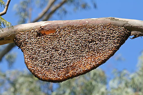 Une colonie d'abeilles géantes (A. dorsata) sur leur rayon