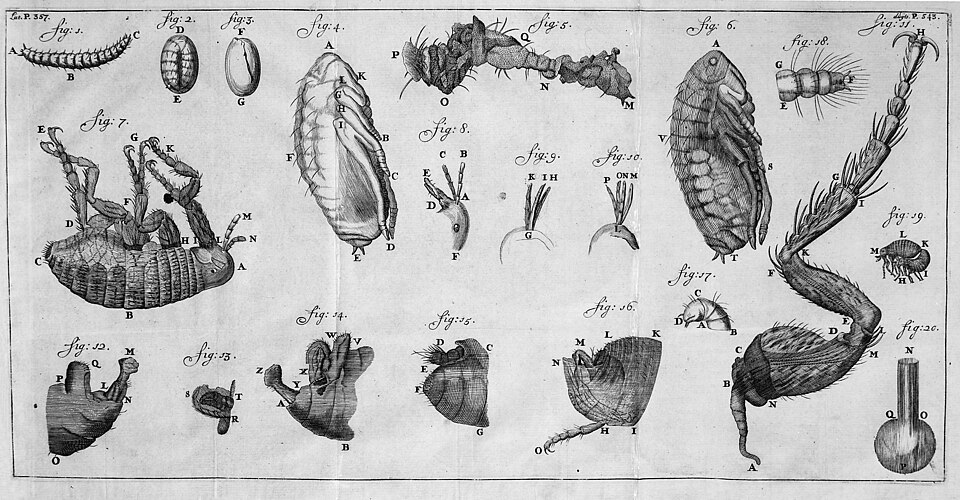 Développement de la puce, de l'œuf à l'adulte. Antonie van Leeuwenhoek, vers 1680