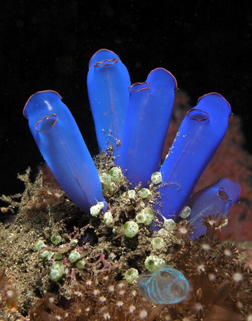 Ascidies bleues du genre Rhopalaea.