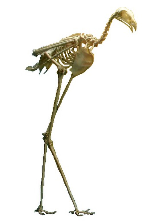 squelette d'oiseau de proie à longues pattes