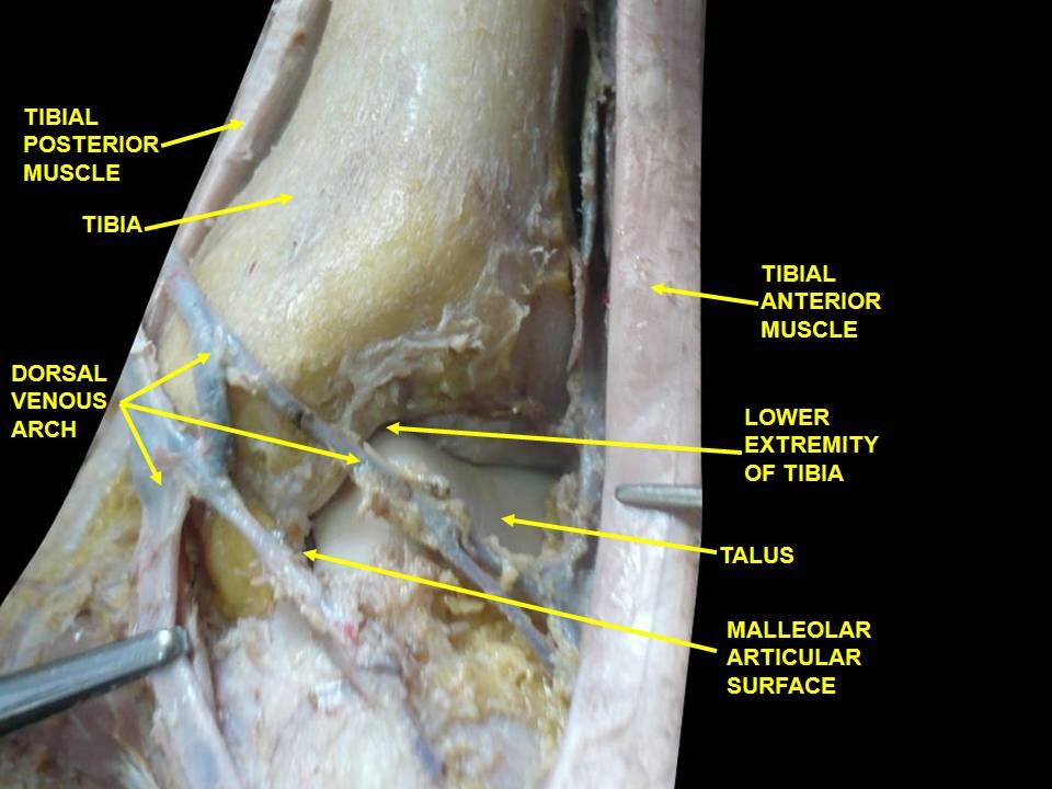 Dos du pied. Articulation de la cheville. Dissection profonde