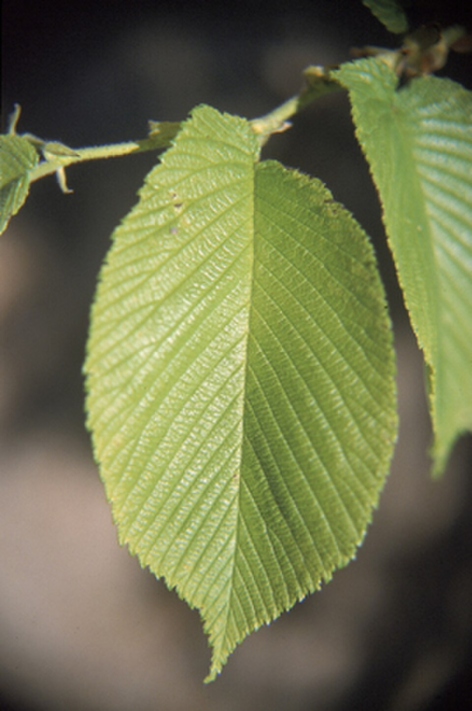 Asymétrie de la feuille, orme rouge (Ulmus rubra)