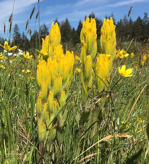 Les bractées jaunes de Castilleja levisecta sont étroitement pressées contre la tige.