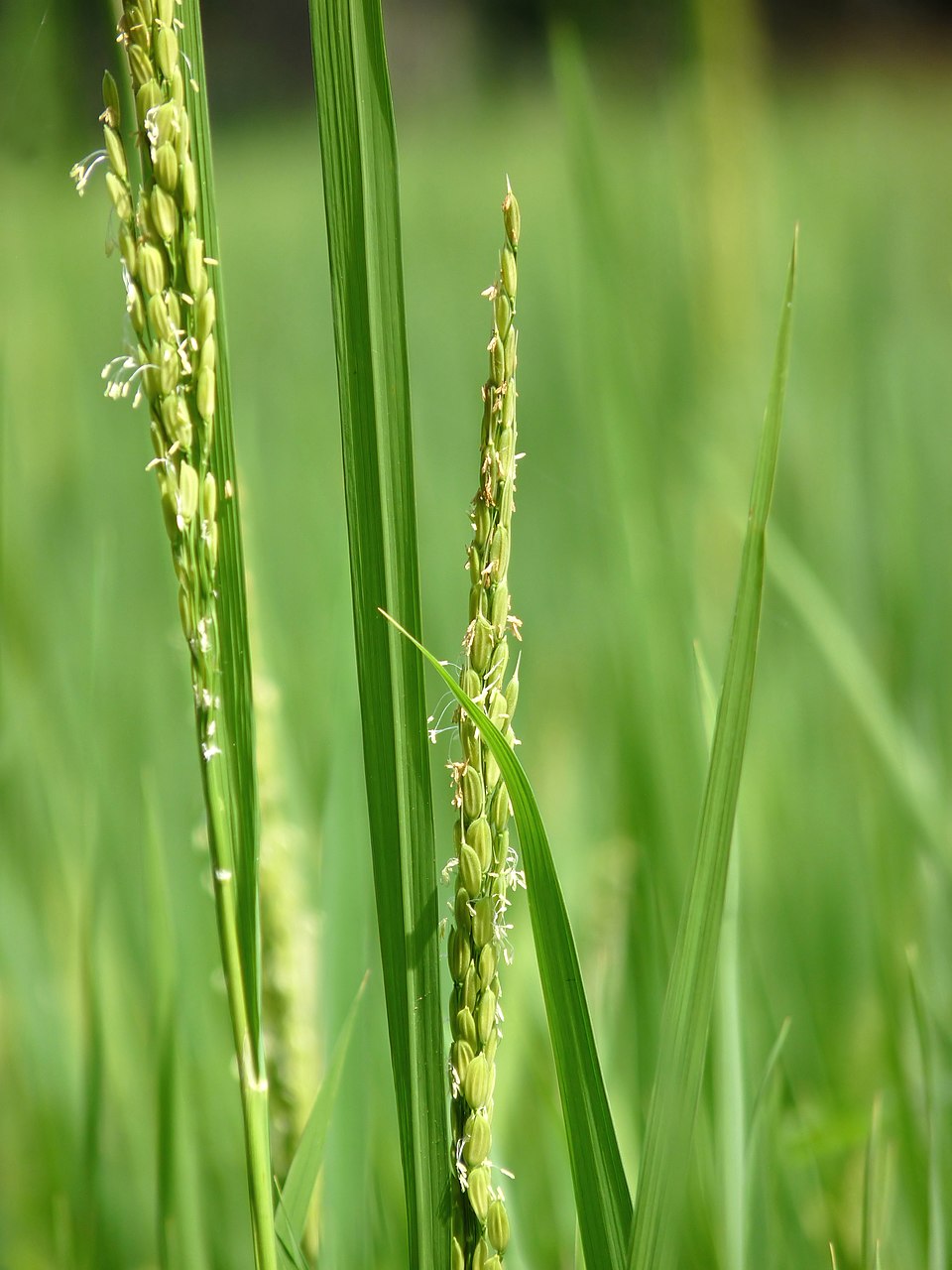 Détail d'un plant de riz montrant des fleurs groupées en panicule. Les anthères mâles font saillie dans l'air où elles peuvent disperser leur pollen.