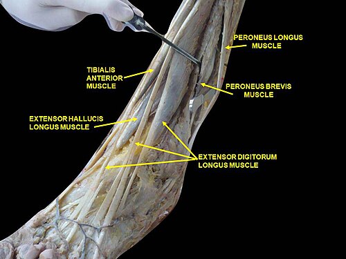 Muscles de la jambe (vue latérale, dissection profonde)