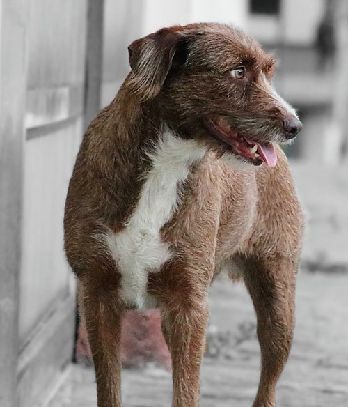 Chien croisé brésilien de taille moyenne