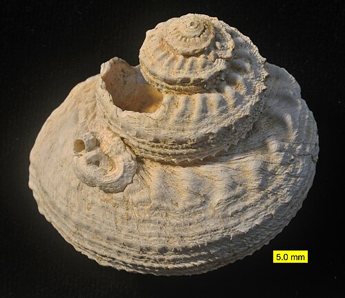 Gastéropode fossile du Pliocène de Chypre. Un ver serpulide est joint.