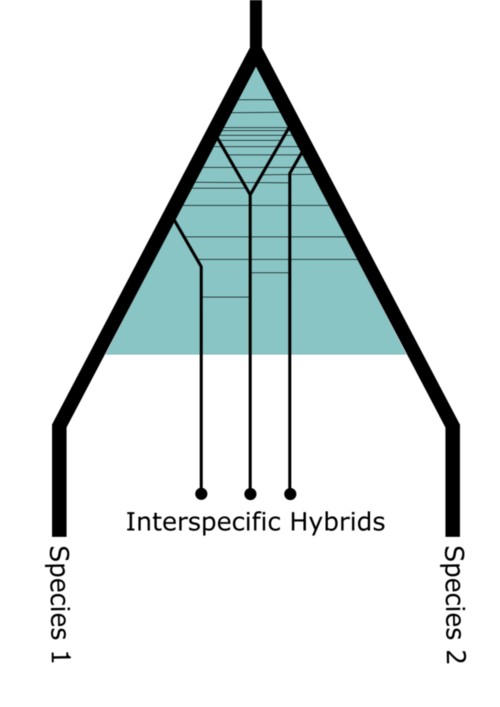 Clade phylogénétique introgressive
