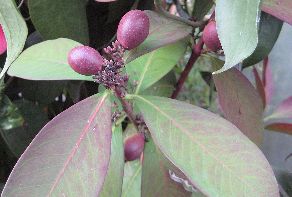 Acokanthera à feuilles oblongues
