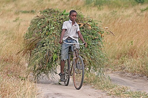 Garçon africain transportant du fourrage