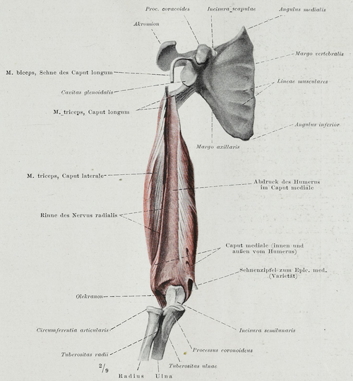 Face interne du muscle triceps brachial après ablation de l'humérus. Notez l'insertion atypique de la tête médiale sur l'épicondyle médial de l'humérus.