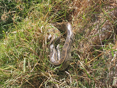 serpent dans l'herbe