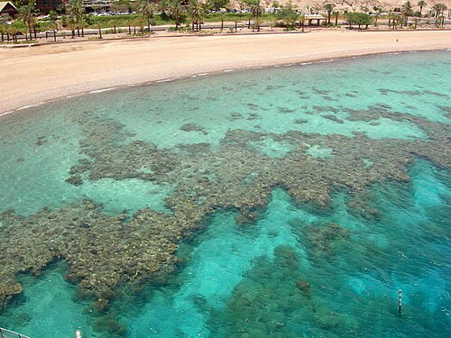 Récif corallien frangeant au large d'Eilat, en Israël.