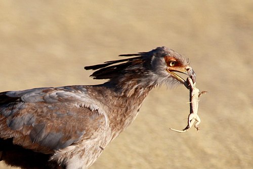 oiseau brunâtre avec un petit lézard mort dans sa bouche