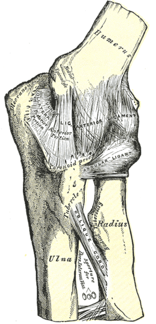 Articulation du coude gauche, montrant les ligaments collatéraux antérieur et ulnaire.