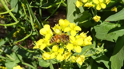Une abeille à miel occidentale récolte du pollen de fleurs de navet dans l'est de l'Oklahoma