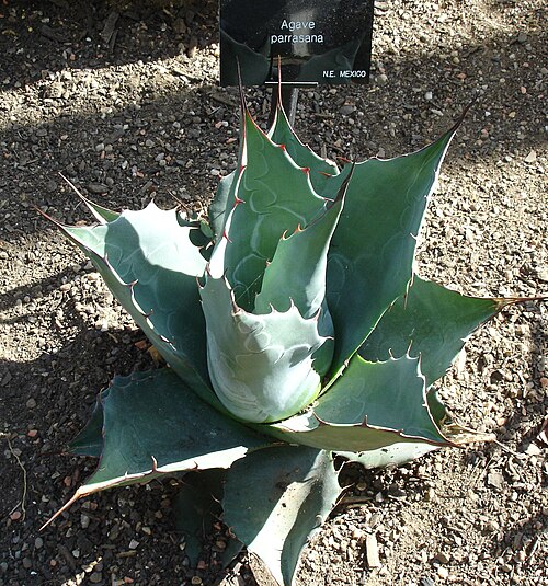 Agave parrasana (syn. Agave wislizeni subsp. parrasana)