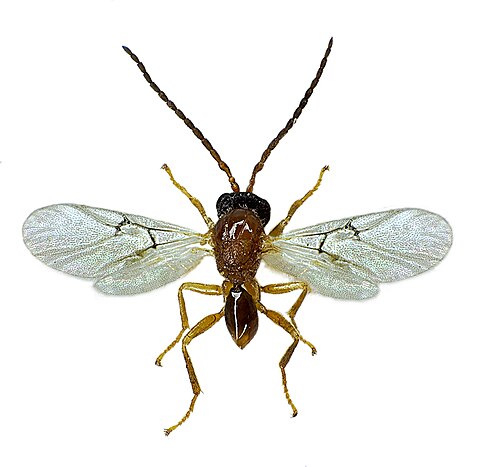 Biorhiza pallida mâle, la cause des galles du pommier du chêne
