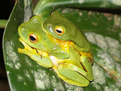 Grenouilles à cuisses orange en amplexus