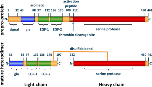 Diagramme en tube représentant la séquence linéaire d'acides aminés de la préproprotéine C (longueur 461 acides aminés) et de l'hétérodimère mature (chaînes légères + lourdes) mettant en évidence les emplacements des domaines signal (1-32), gla (43-88), EGF-1 (97-132), EGF-2 (136-176), peptide d'activation (200-211) et sérine protéase (212-450). Les chaînes légères (43-197) et lourdes (212-461) de l'hétérodimère sont reliées par une ligne représentant une liaison disulfure entre les résidus cystéine 183 et 319.
