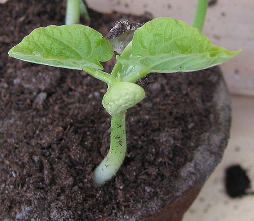 Germination des haricots