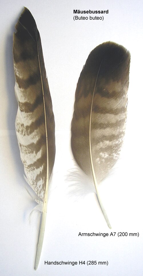 Deux plumes, l'une barrée de brun clair et l'autre de brun foncé, sont côte à côte. L'une est longue et pointue, l'autre plus courte et plus arrondie.
