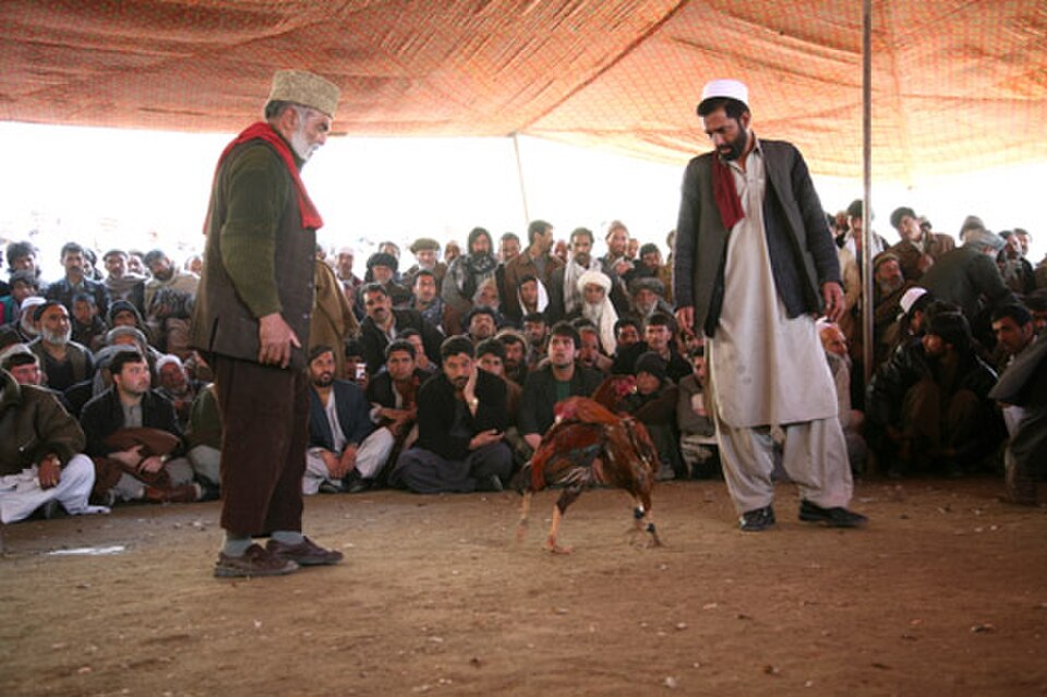 Combat de coqs aux abords de Kaboul, en Afghanistan