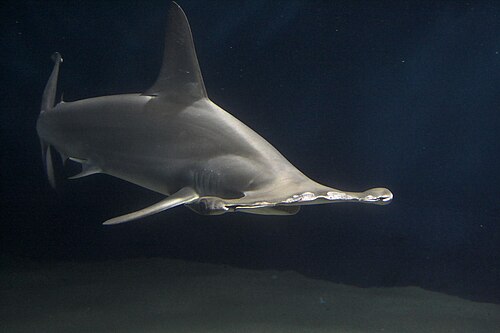 Photo à hauteur des yeux d'un requin-marteau vu de face