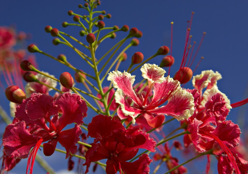 Caesalpinia pulcherrima, Guadeloupe.