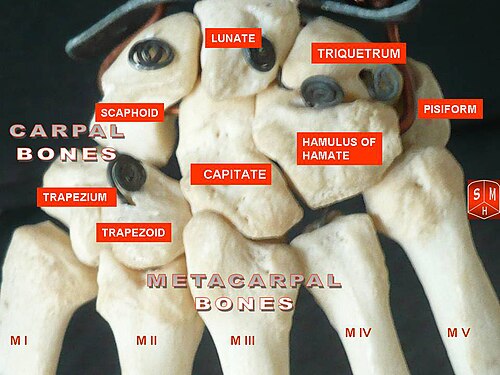 Articulations carpométacarpiennes de la main gauche. Pouce à gauche.