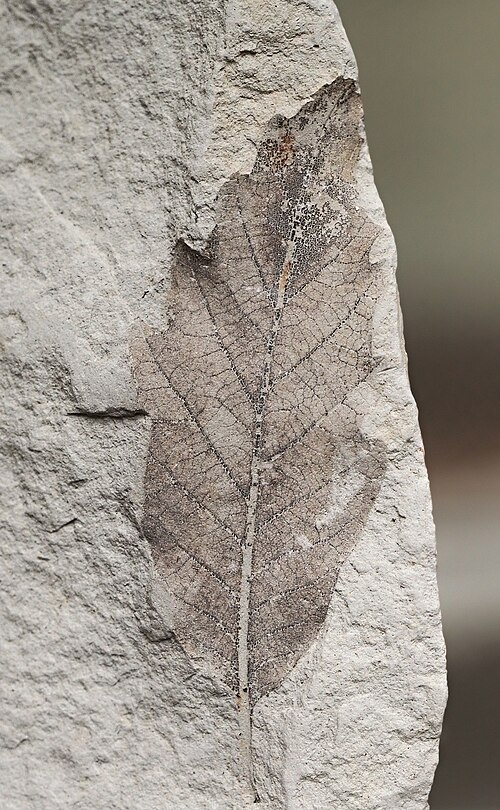 Feuille de Quercus × ​​hispanica. Miocène, Lleida, Espagne