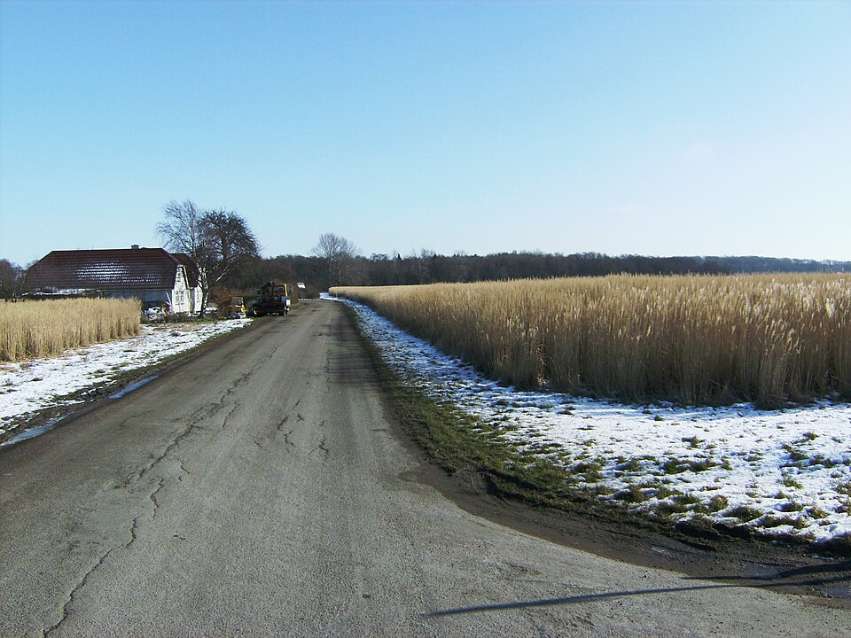 Un champ de chaume de Miscanthus (herbe argentée) à Sandager, au Danemark