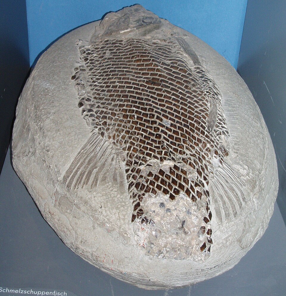 Fossile d'un raie primitif avec des écailles ganoïdes