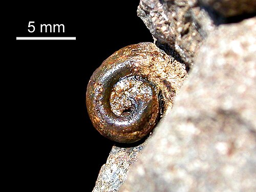 Moule interne de gastéropodes (steinkern) de la formation Ventana