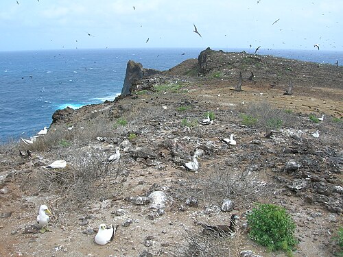 Oiseaux nichant sur une zone rocheuse plate près de la mer