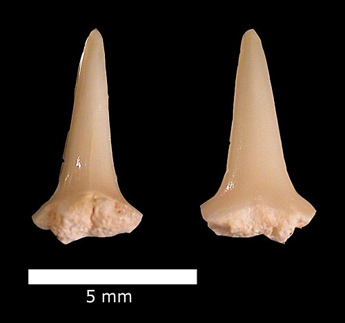 Dent de Scapanorhynchus raphiodon ? Formation de Menuha.
