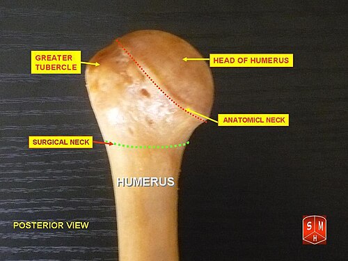Humérus - épiphyse supérieure. Vue postérieure.