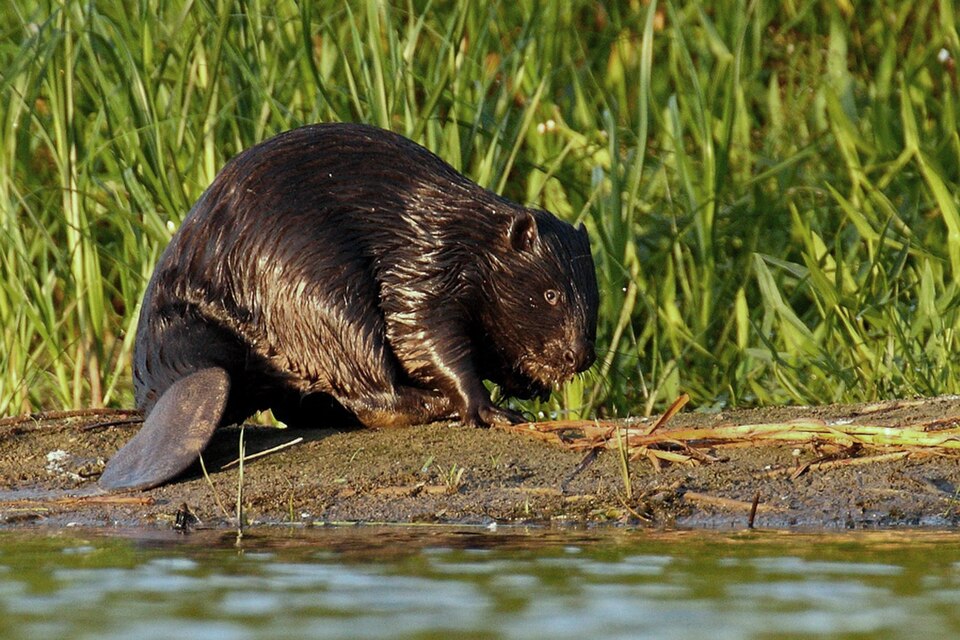 Un castor sur une berge