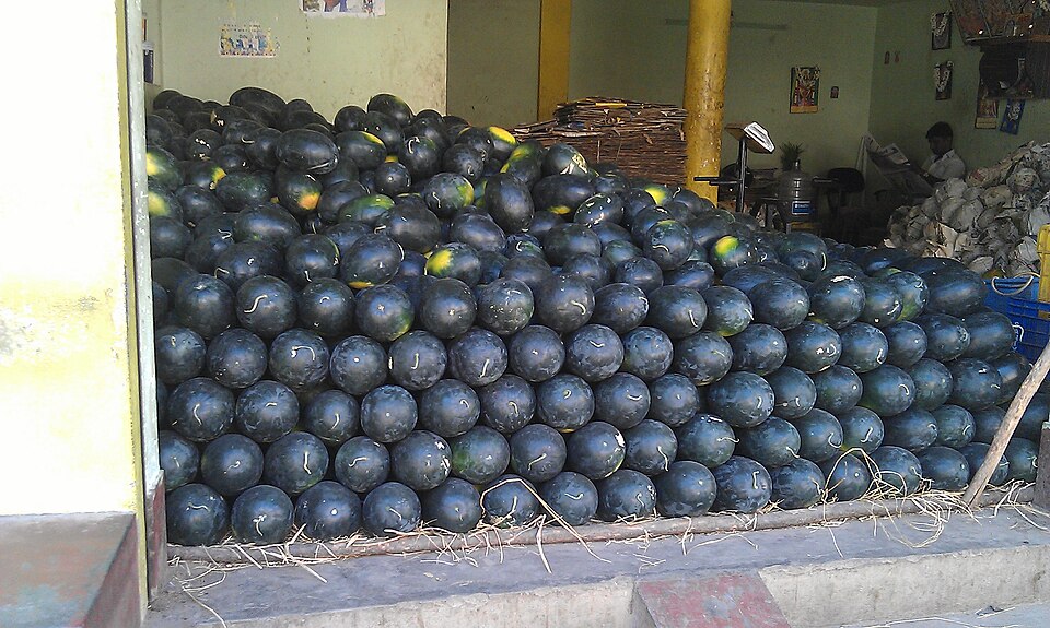 Pastèques à écorce vert foncé, Inde