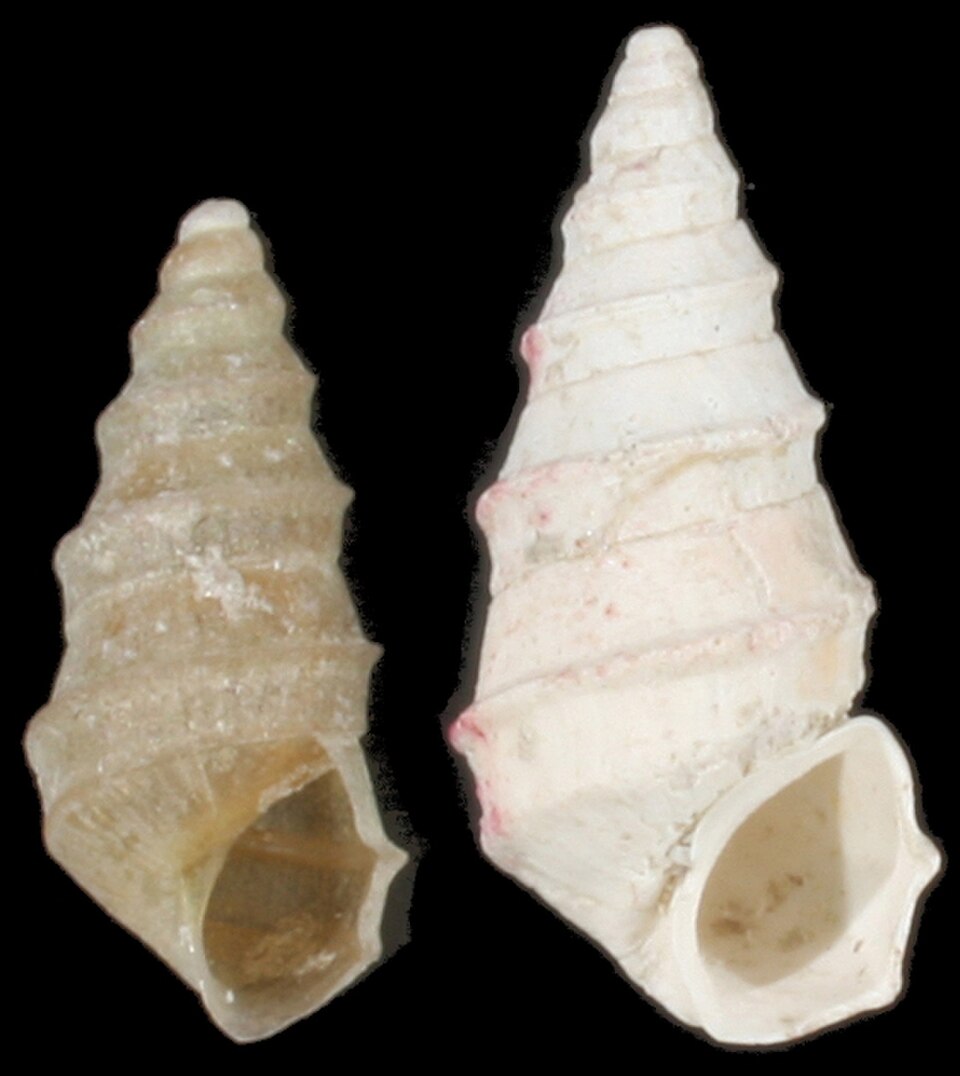 conique