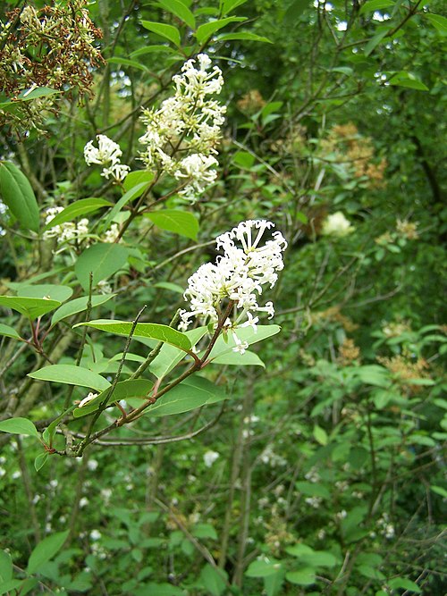 Fleurs de Syringa émodi