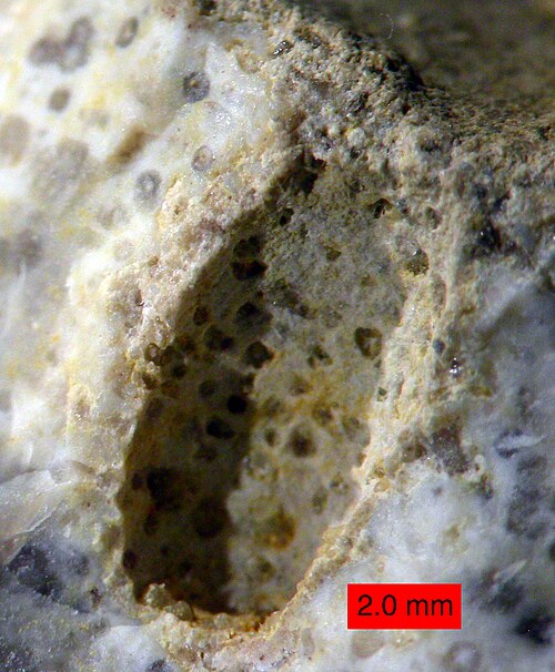 Forage de gastrochaenolites dans un corail scléractinien recristallisé, formation de Matmor (Jurassique moyen) du sud d'Israël.