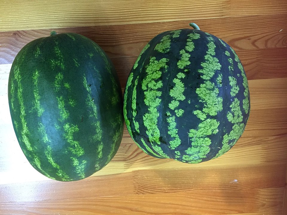 Pastèque cultivée en Bouriatie, en Sibérie