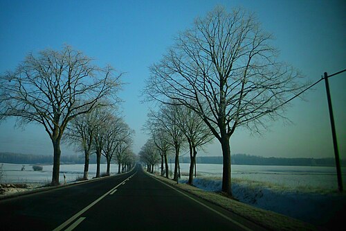 Route de campagne comme avenue en Allemagne