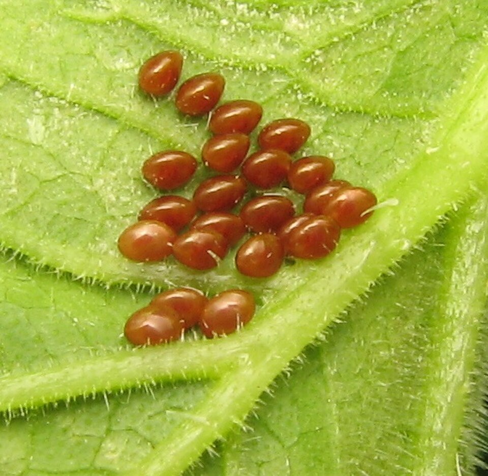 Oeufs d'Anasa tristis (punaise de la courge)