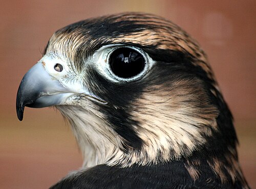 Tête d'oiseau noir et blanc avec un grand œil foncé. Son bec crochu est gris avec une pointe noire et sa narine ronde a une petite bosse au centre.