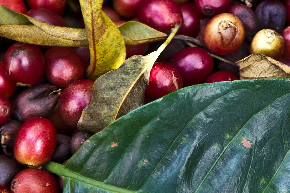 Cerises de café fraîchement récoltées