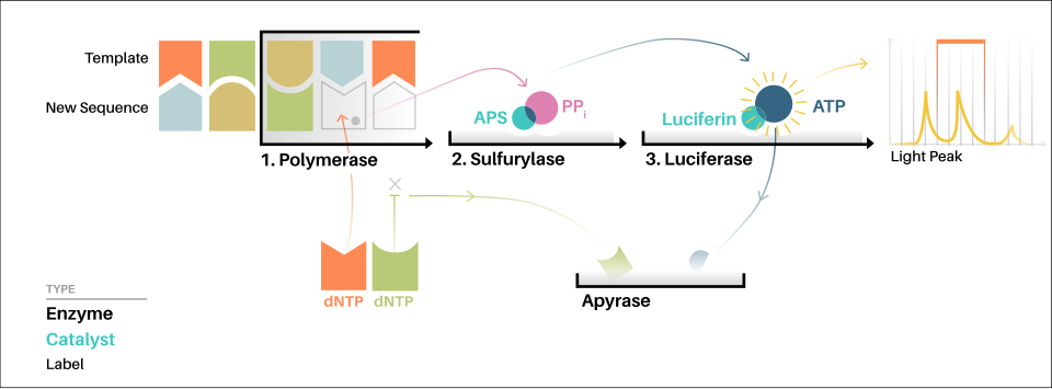 Comment fonctionne le pyroséquençage ?