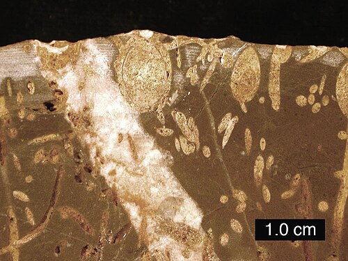 Coupe transversale d'un sol rocheux jurassique ; les sondages comprennent des gastrochaenolites (certains avec des bivalves perforants en place) et des trypanites ; Mendip Hills, Angleterre ; barre d'échelle = 1 cm.
